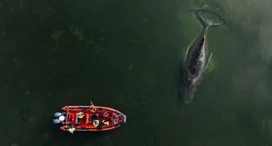 【搁浅在德国海岸的座头鲸蒂米生存希望渺茫——专家】搁浅在波罗的海佩利翁岛附近的座