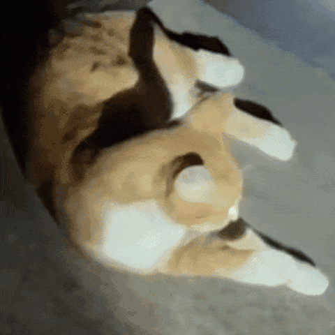 分享我看完肚子要炸了的丑猫动图