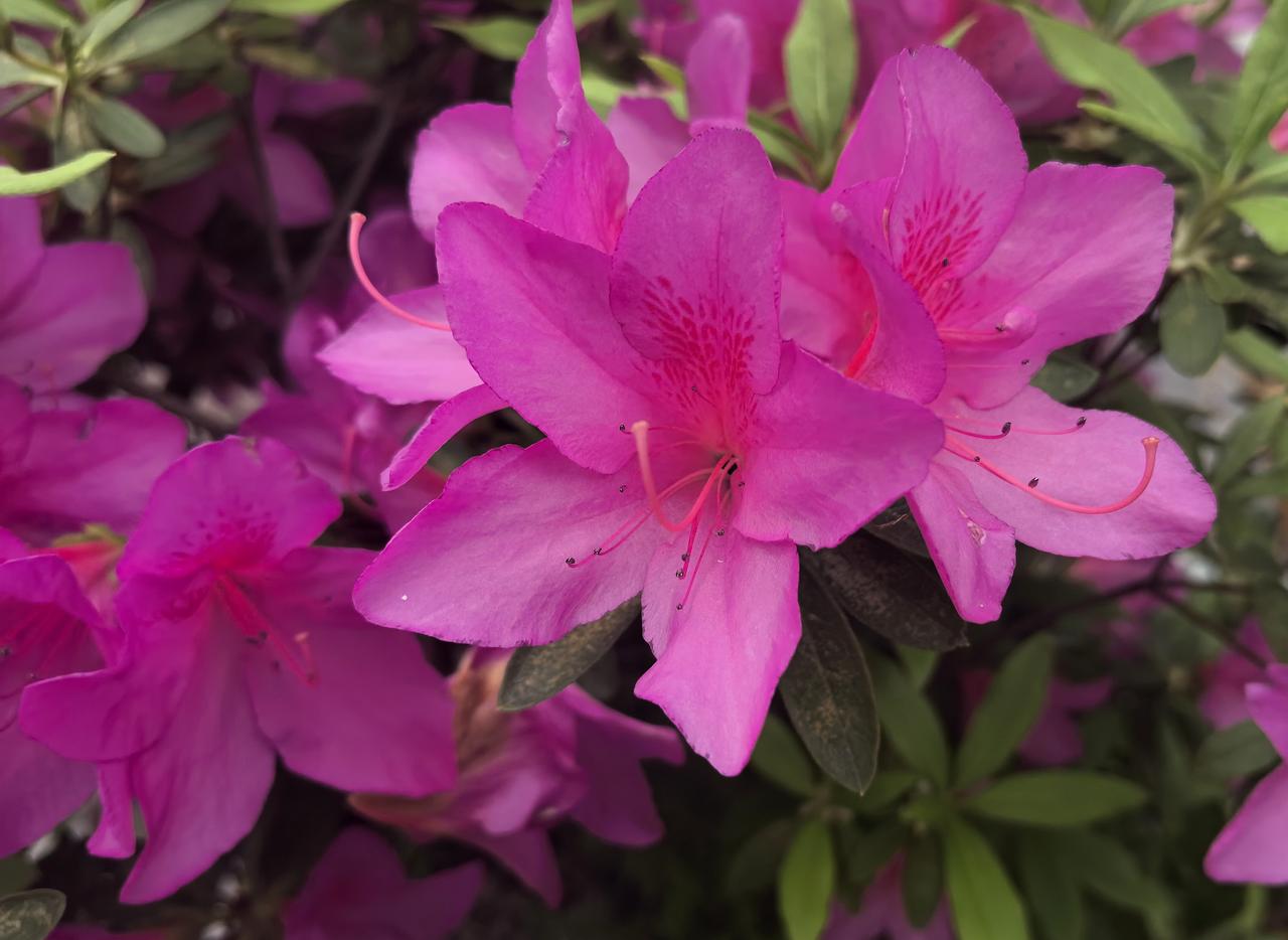 【热评】高速免费让人高兴不起来
五一劳动节高速免费通行政策公布

清明高速免费刚