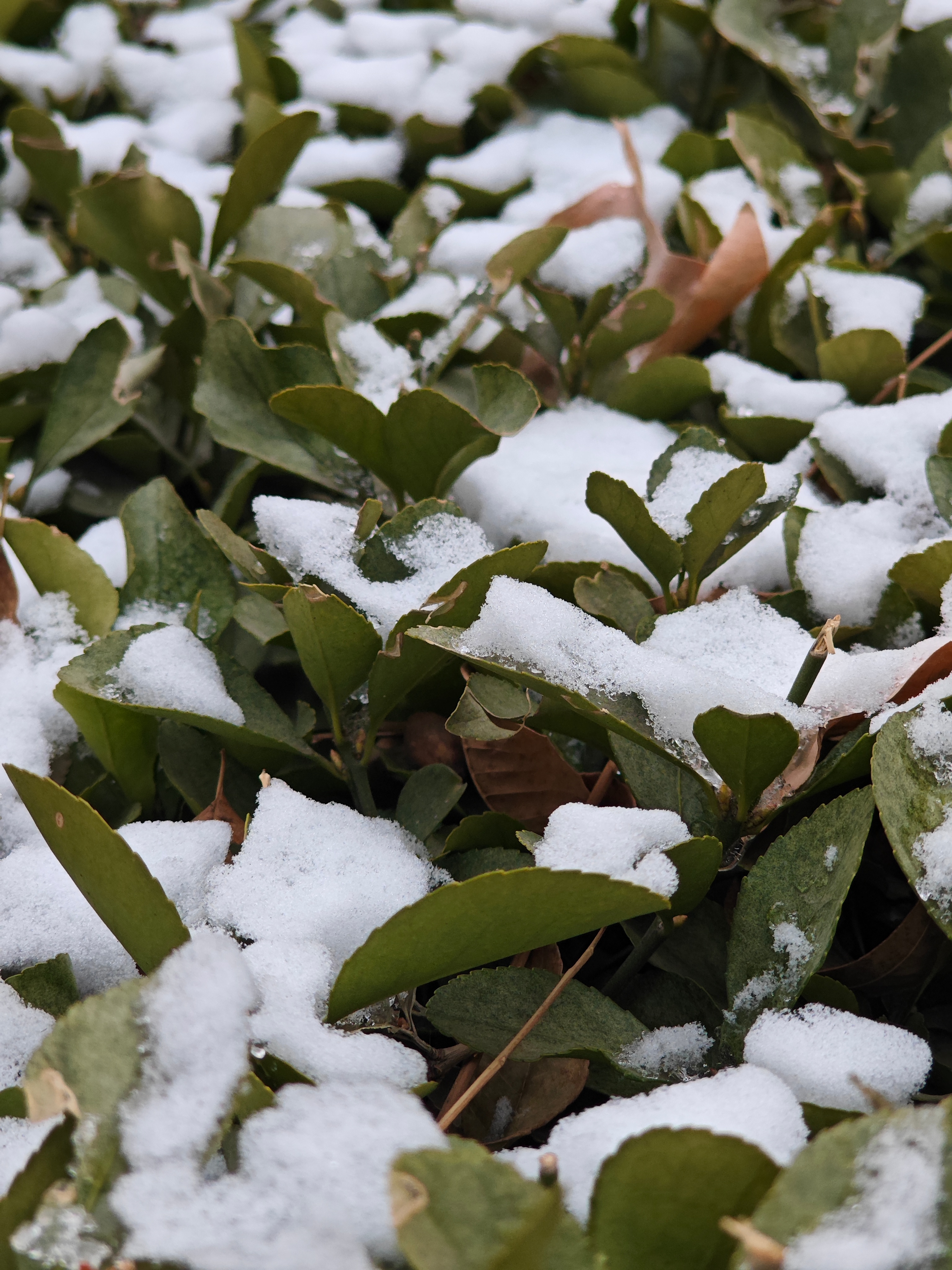 没立春，还是冬雪。 