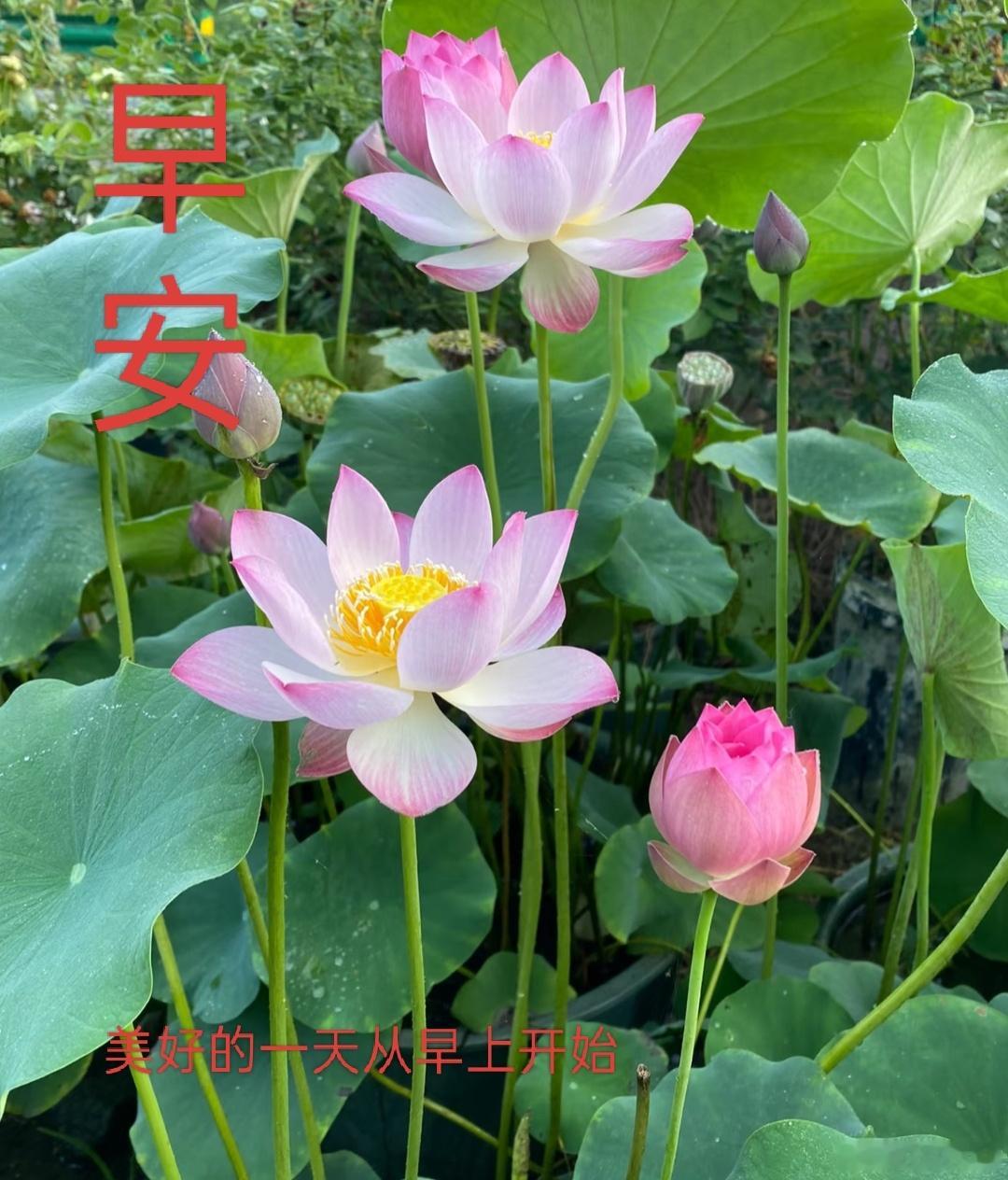 早安 美好的一天从早上开始了，祝大家周一愉快！早安！ 