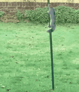松鼠好聪明啊～🐿️🐿️