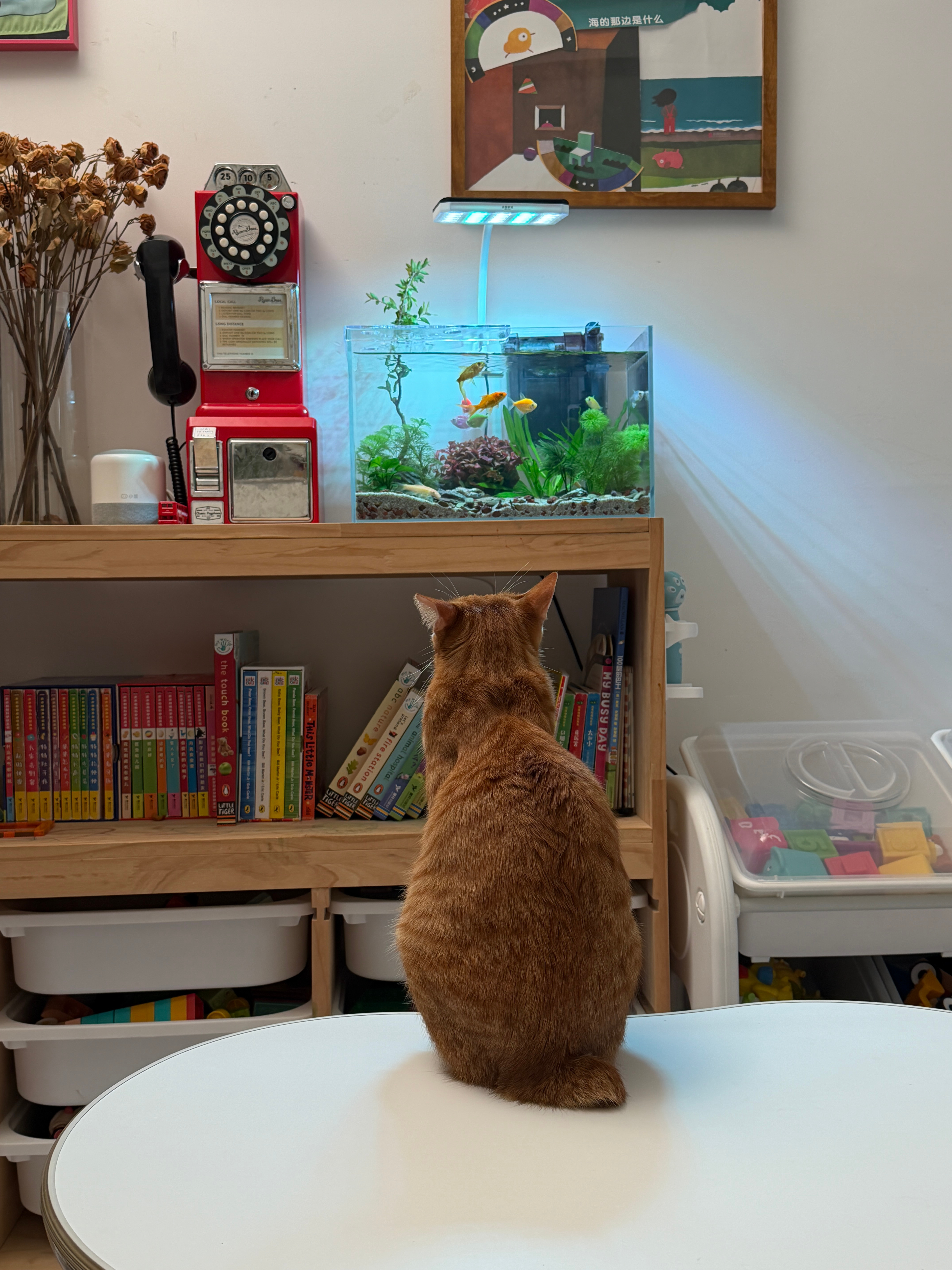 小猫电视： 
