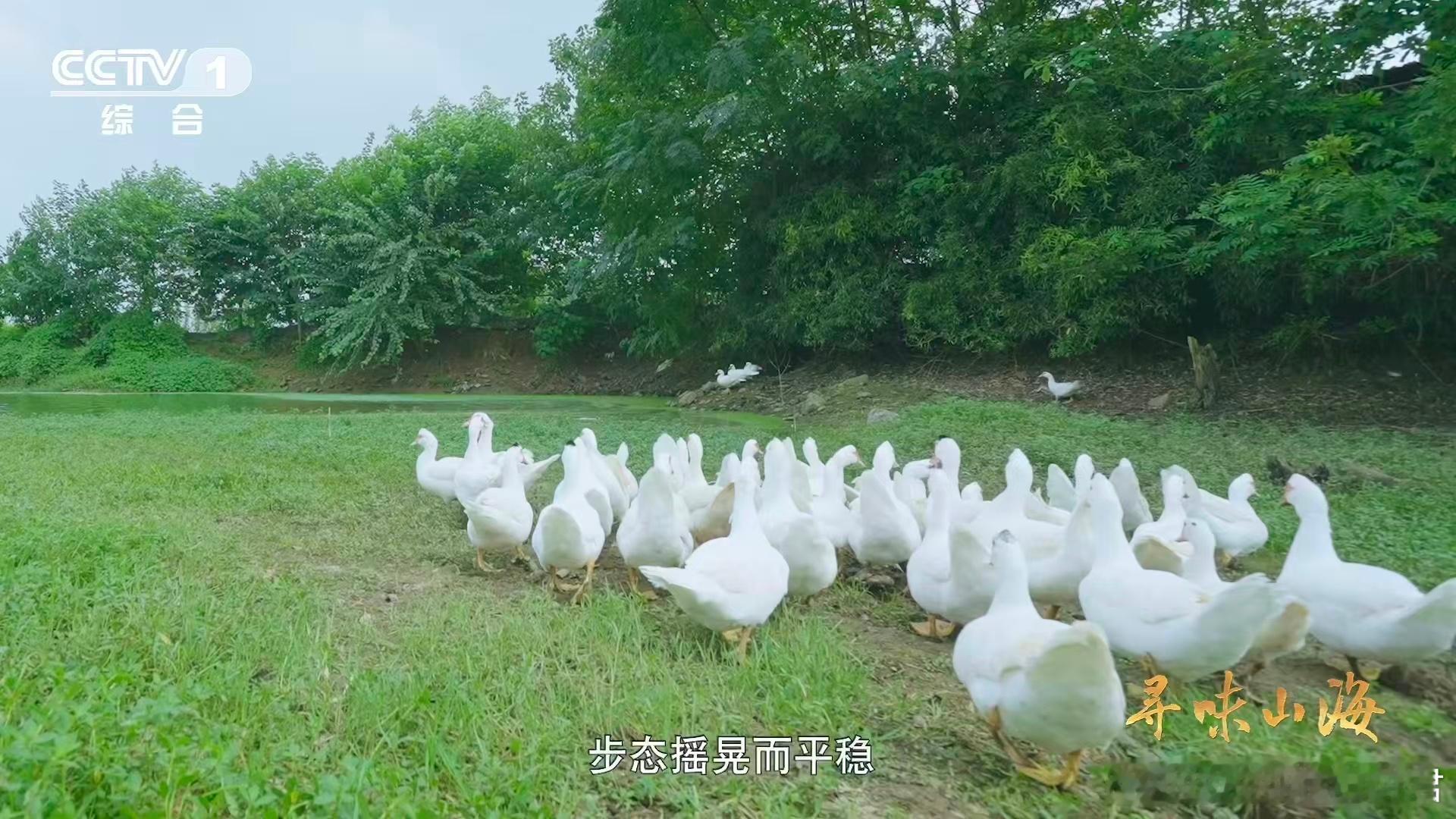 我国约3000年前就驯化家鸭了湖北这种鸭子长得像鹅却叫鸟 考古遇上生物学！从春秋