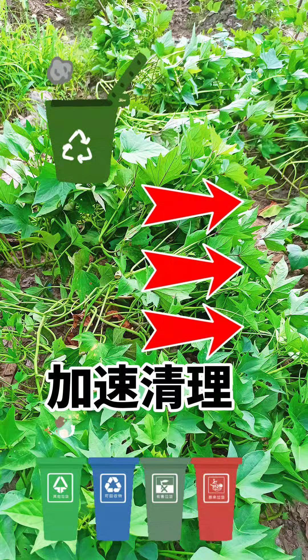 手机卡顿一定要打开这个开关。农村种菜 红薯种植 种菜的乐趣