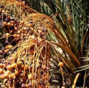 埃及在沙漠种植椰枣，改善了恶劣环境，甚至靠出口赚取了30亿，反观我国，2019年