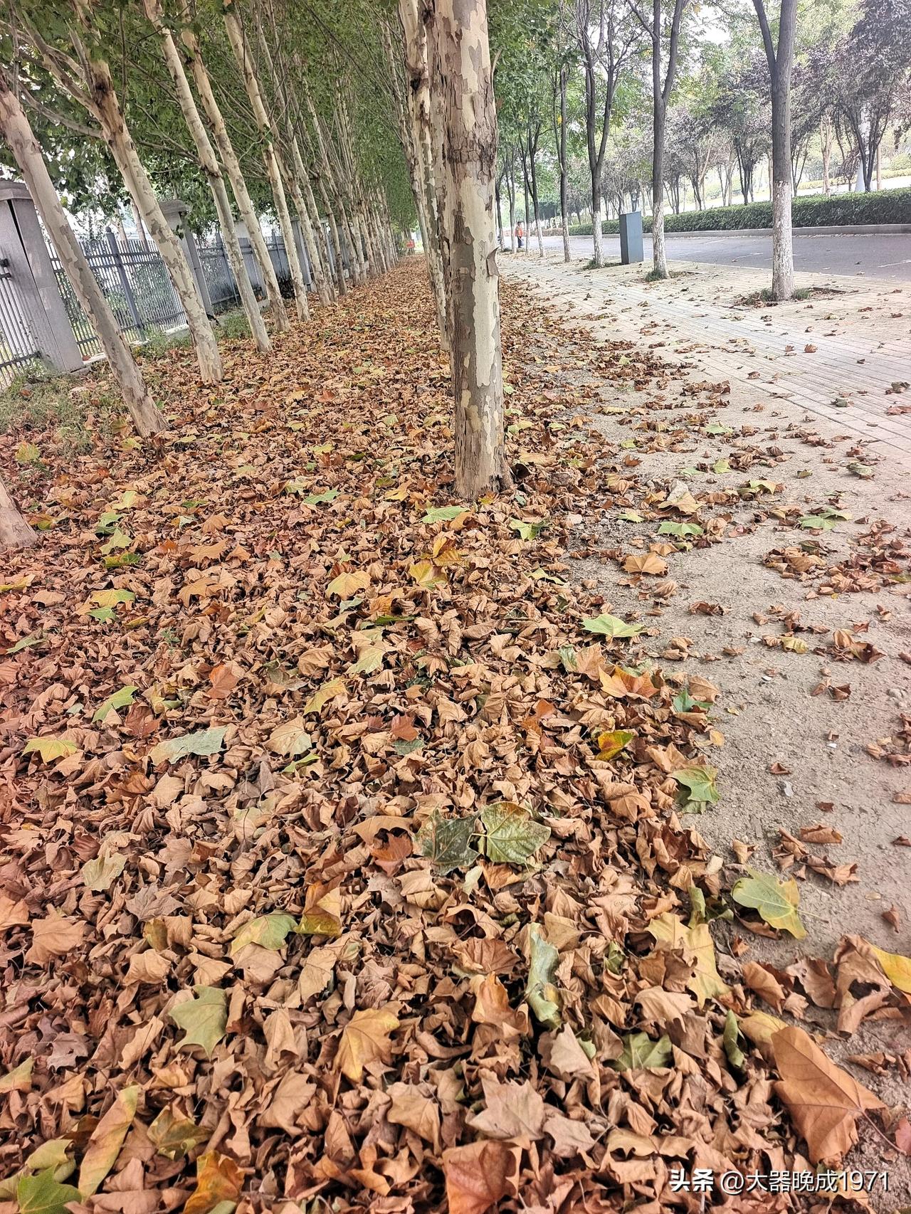 落叶美景也挺好
感谢路边没打扫
即兴我来把心表
画面美得不得了

梧桐落叶也好看