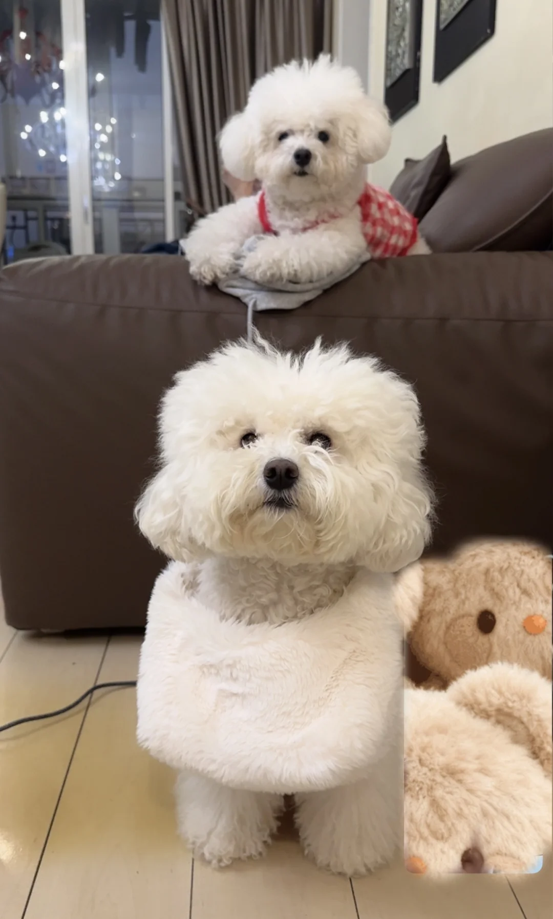 谁家小狗这么爱看镜头啊