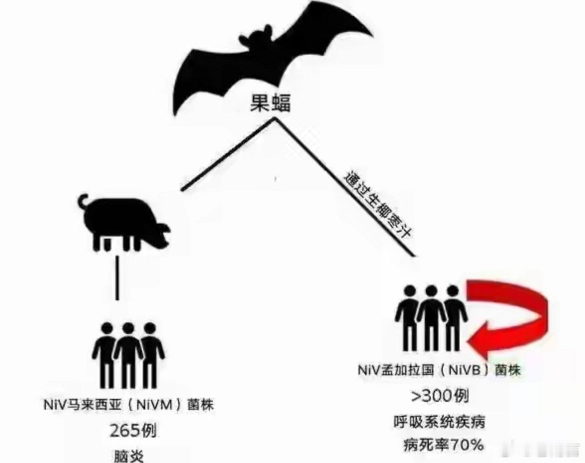 尼帕病毒曾导致百万只猪被扑杀关于这个病毒，大众其实挺陌生。它起初折磨人就是一副感