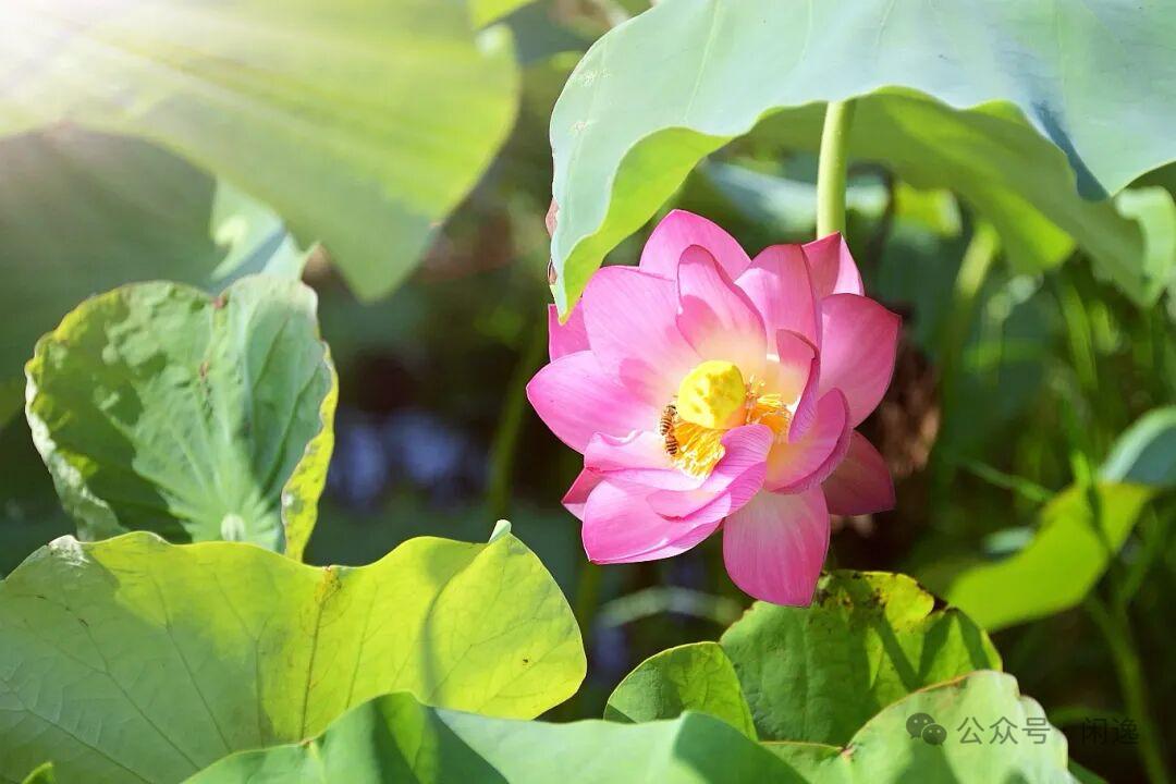 采桑子 · 丙午夏至

熏风渐软蝉声细，帘卷斜阳。
荷绽池塘。缕缕清香送晚凉。
