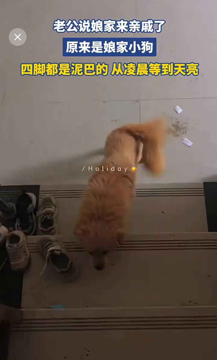 老公说娘家来亲戚了，原来是娘家小狗四脚都是泥巴的，从凌晨等到天亮。