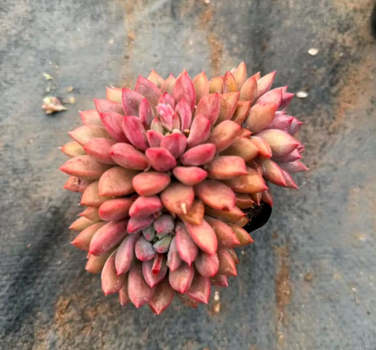 你这种观点影响的人越多，指数越不会跌，跑的是散户，你说机构会如何，这就是股市，大