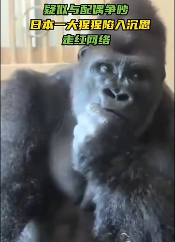 看看，就连大猩猩和妻子吵架后也会反思。不知道回屋后妻子会不会打他[我想静静]
据