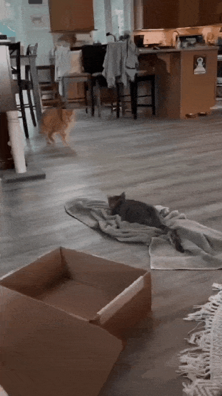 猫猫：这垫子好像比之前更软更舒服了 ​​​