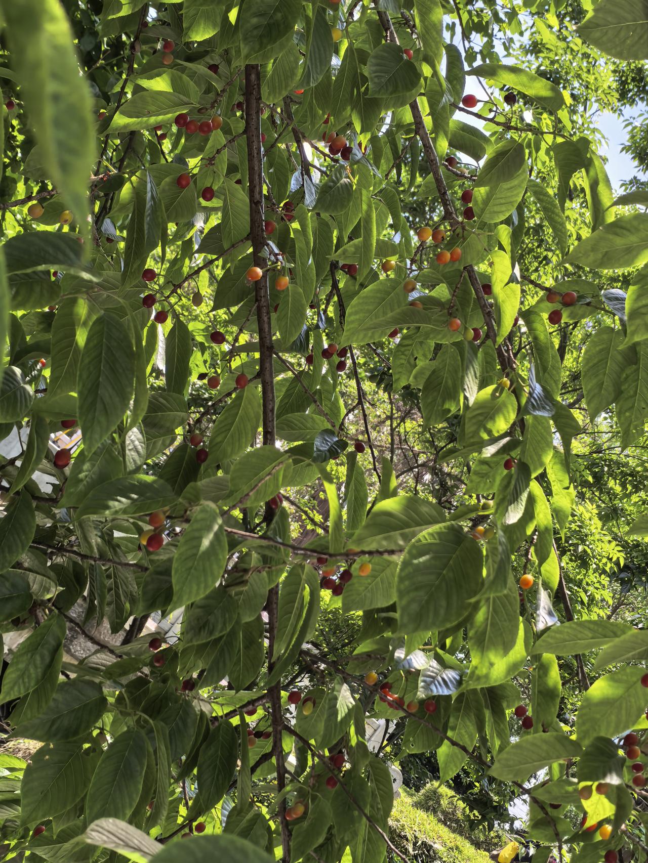 樱花观赏的，这个樱桃🍑也是观赏的，刚刚看着公园里的这个樱桃🍒树结的果子，原来