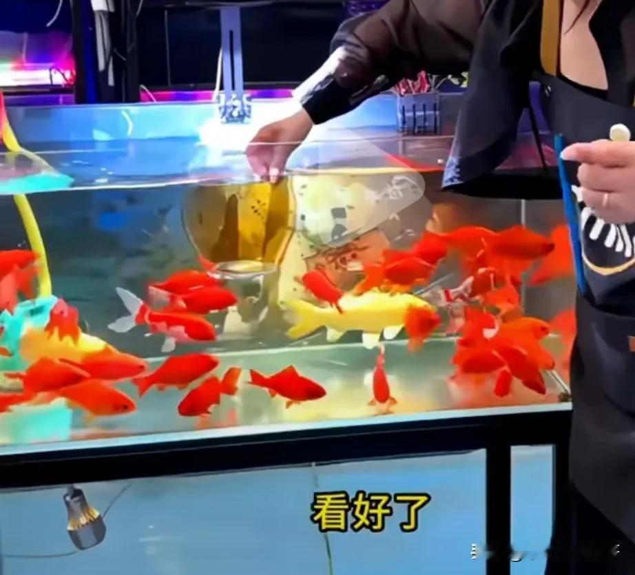 净水剂真的🈶那么神吗？
喜欢养鱼的人都知道，水即使有过滤系统，时间久了，鱼缸里