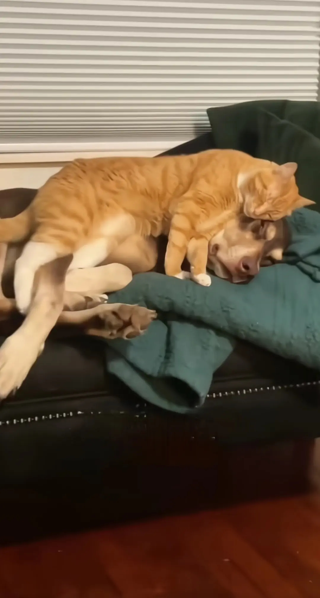 猫咪舒服地趴在狗狗背上，也不知道狗愿不愿意，猫咪是非常舒服的！