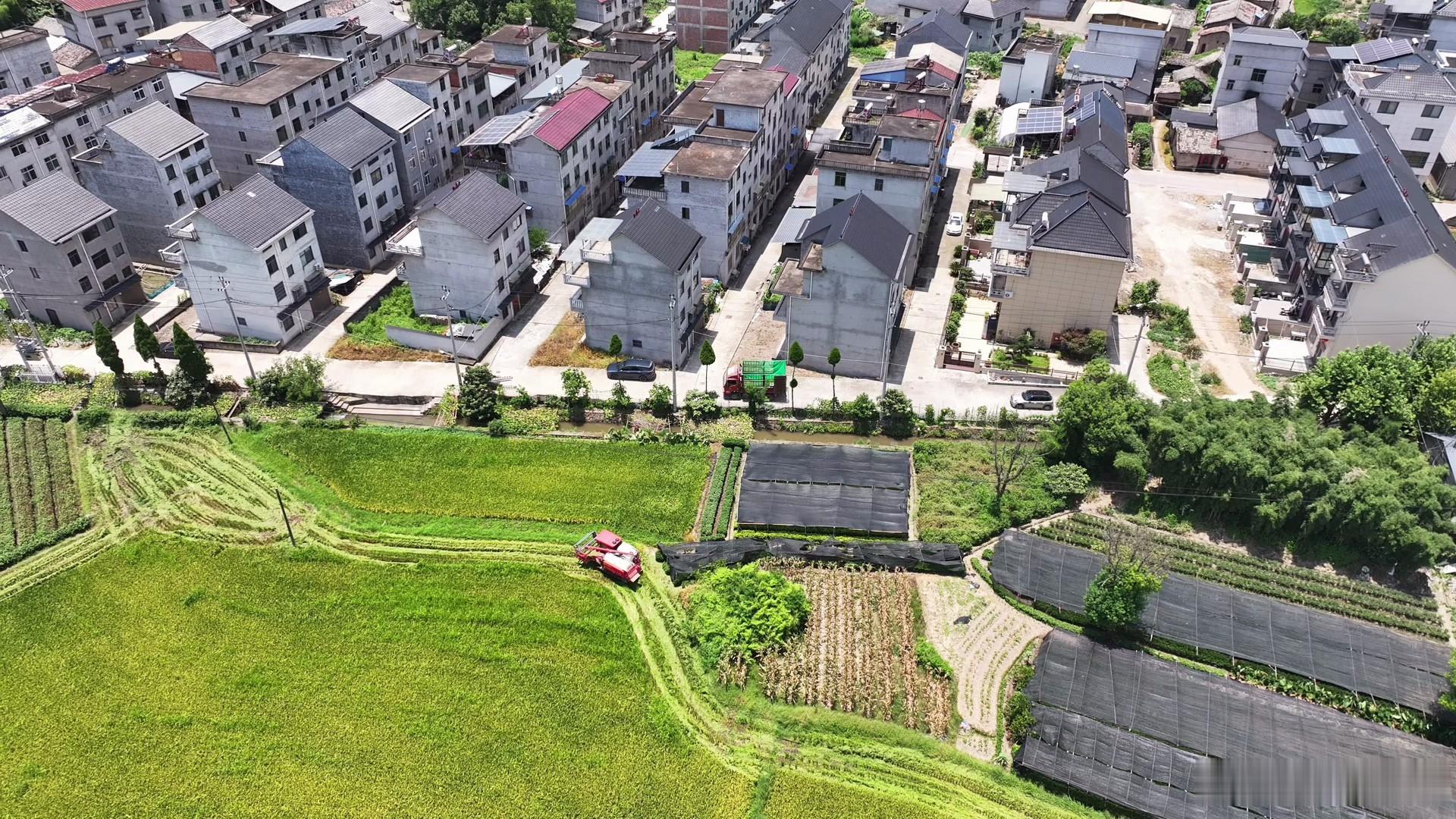 台风“巴威”临近，松阳抢抓晴天抢收2.15万亩早稻。斋坛乡580余亩早稻两日完成