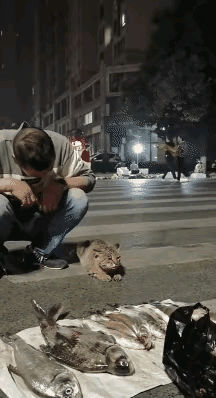 这小猫，还挺会装模作样的