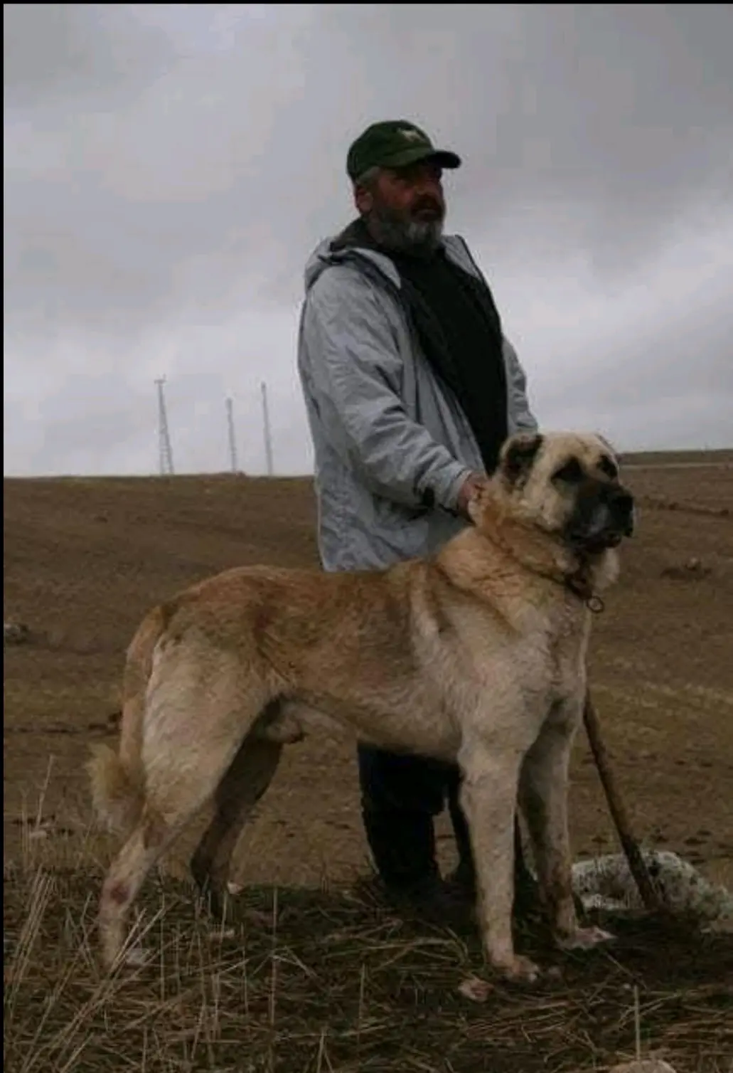 黎明时分，他们继续前行。望着无边的荒野，知道这样的日子或许终将消失。他...