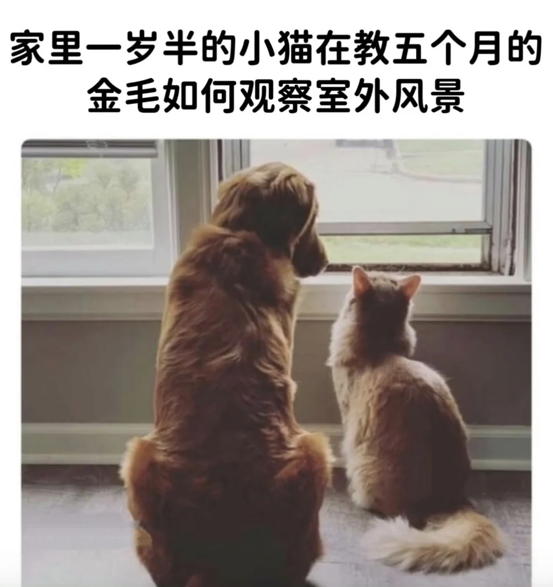 今日份的猫猫梗图 猫猫碎纸机！