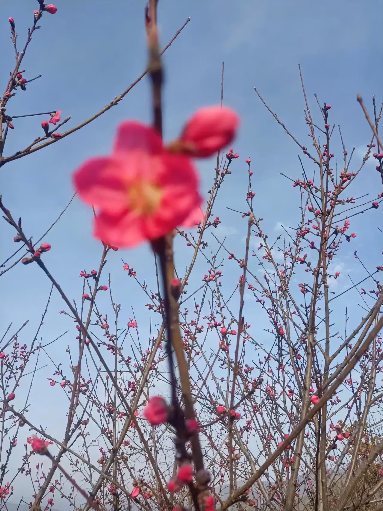 春天来了，这满枝的红花开得真热闹，蓝天衬着粉嘟嘟的花瓣，看着就觉得心里敞亮。春天