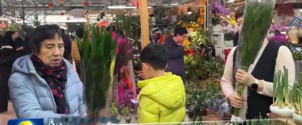 新年将至，郑州的花市被缤纷色彩填满，成为冬日里最鲜活的风景。粉嫩的杜鹃开得热烈，