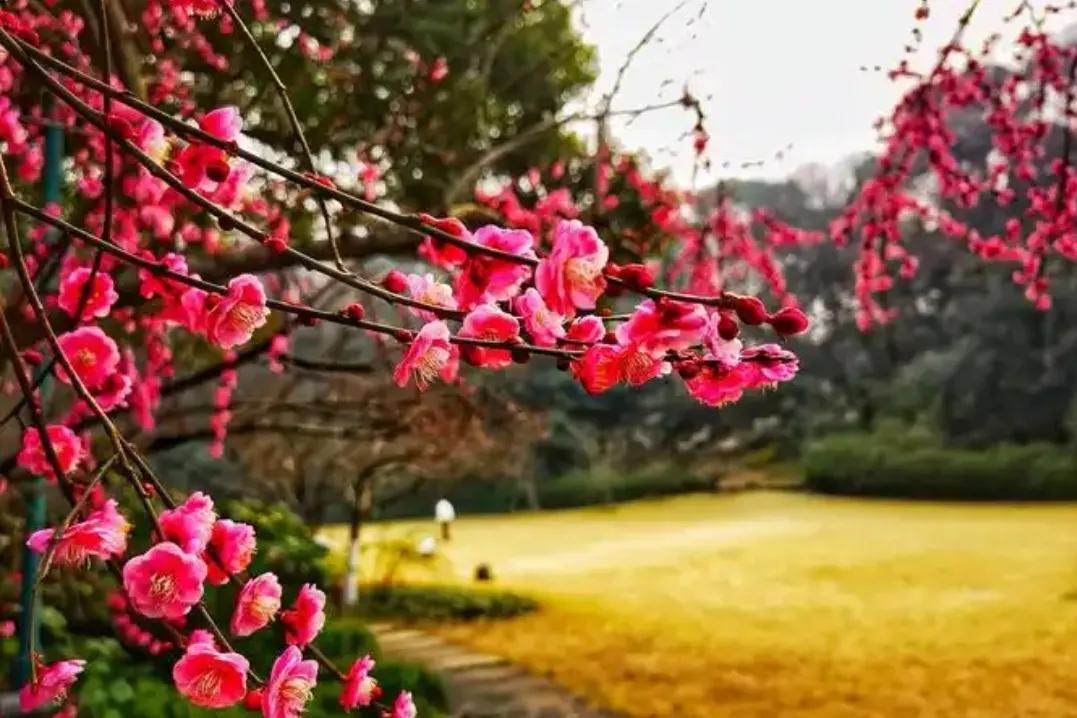 【七绝】西湖孤山梅庄
古今墨客踏山川，钟意孤山梅鹤轩
花海田园呈幻境，梅香袅袅月