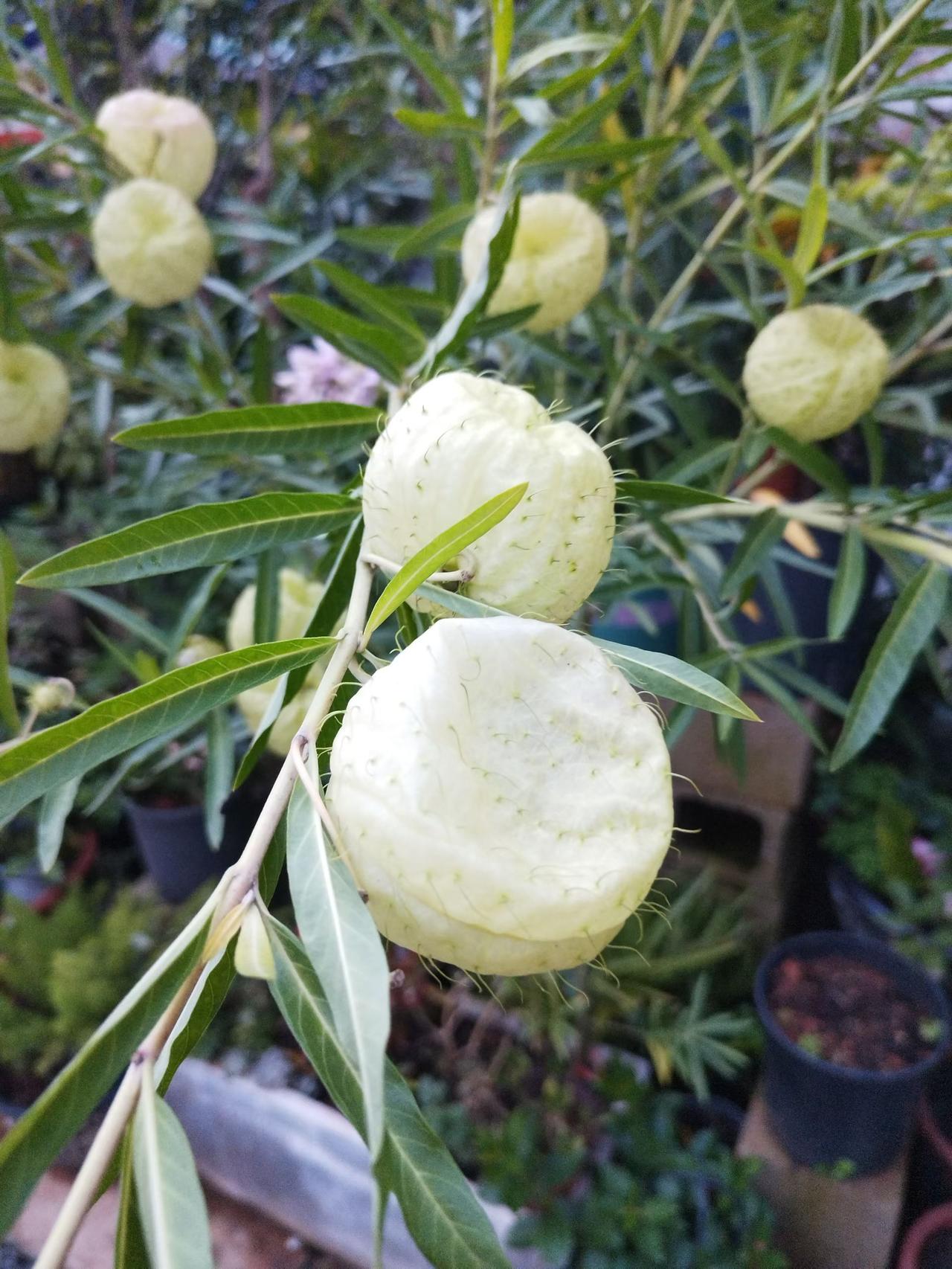 在满是花花草草的小世界里，遇到了带着茶香的TA
