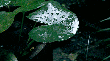 我不喜爱下雨，
但我喜爱下雨的声响，
正如我是个爱笑之人，
却并非是个快乐的人。