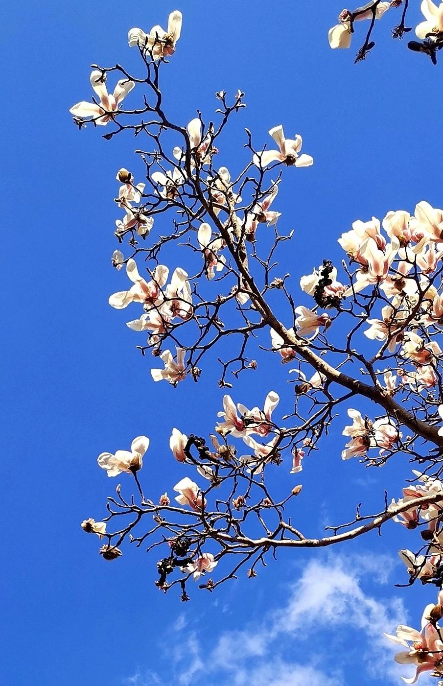 玉兰花香溢清晨
一树锦绣映彩云
年年岁岁盼相约
芳韵不负逢花人。
