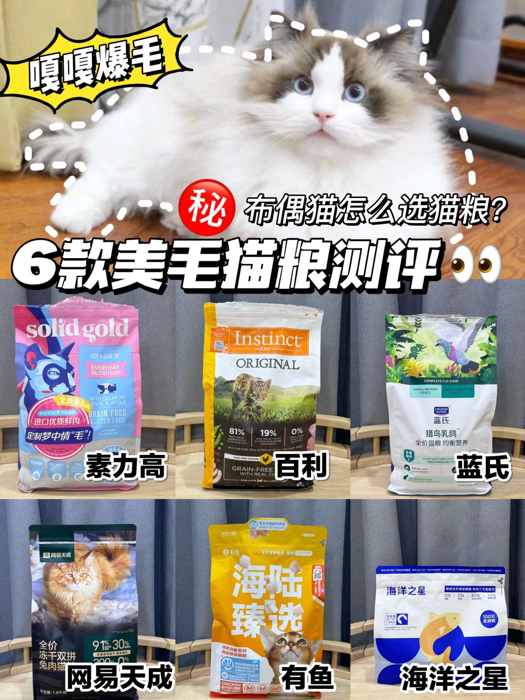 布偶猫怎么选猫粮？6款美毛猫粮测评