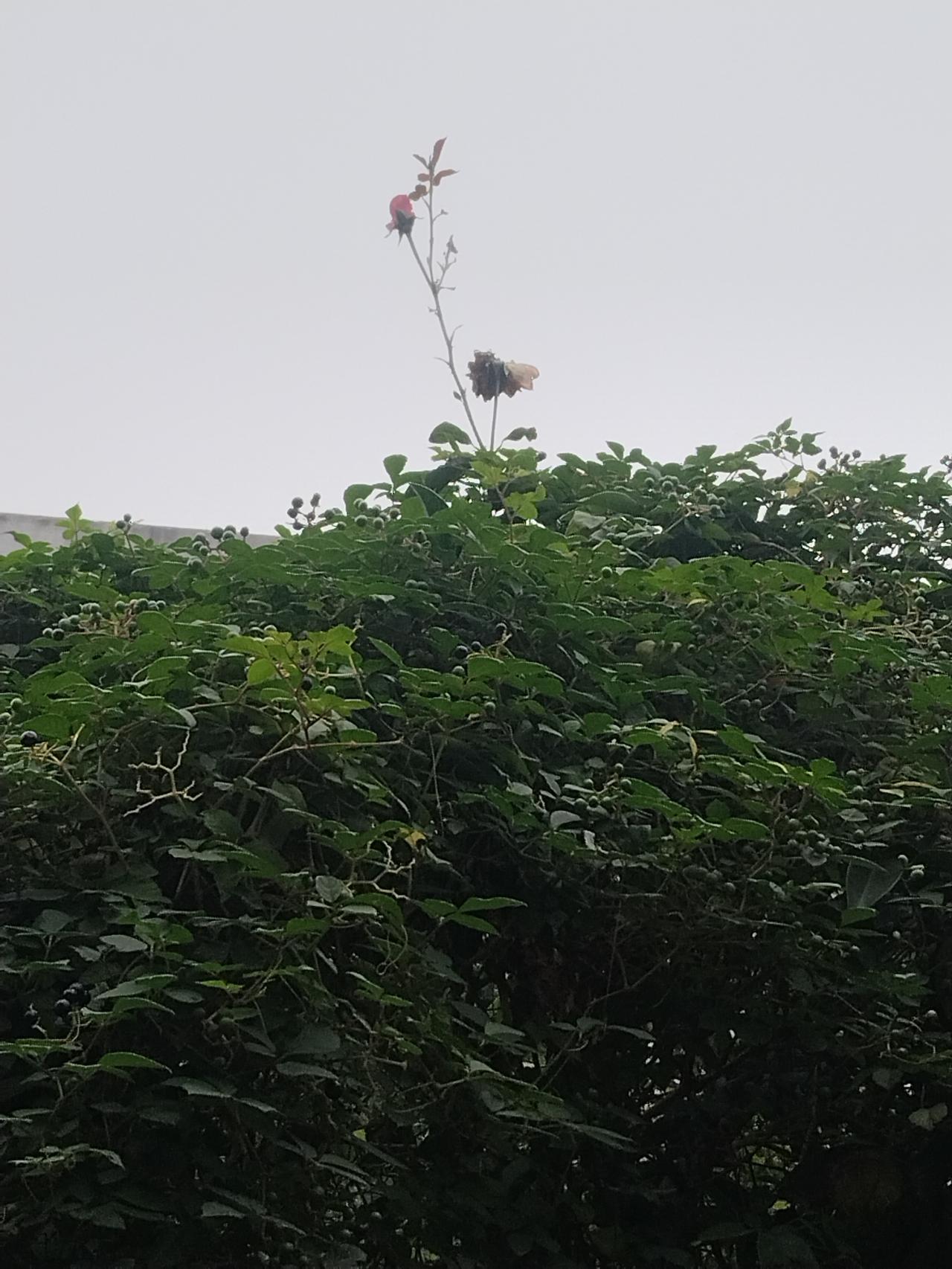 坚守底线能让自己的心灵得到安宁，无后顾之忧。生命自有安排瓜熟蒂落后 才有后续 与