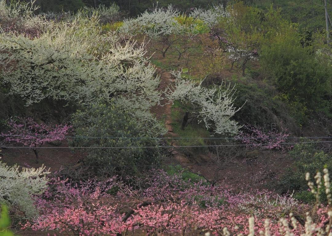 访春龙泉山汤坝梁子，李花胜雪春意盛
逢春不游乐，但恐是痴人，看花去。
今天去了龙