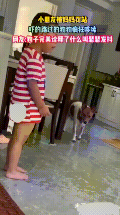 小男孩调皮惹妈妈发火，当场被罚站！妈妈严肃喊话：站好了！
 正巧家里狗狗路过，听