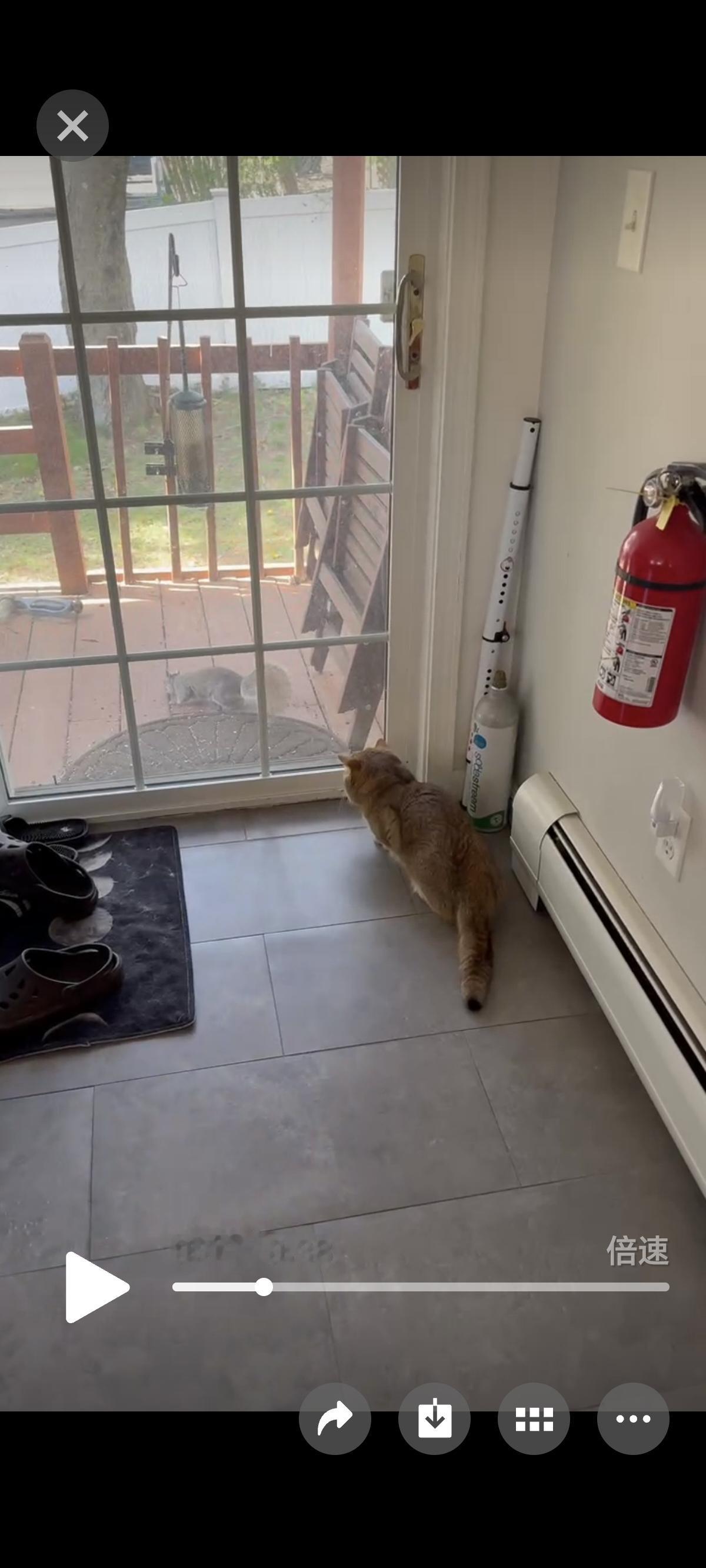 璐璐凑在窗前，毛茸茸的小脑袋探进探出。那副小心翼翼又满怀期待的模样，仿佛正静静等