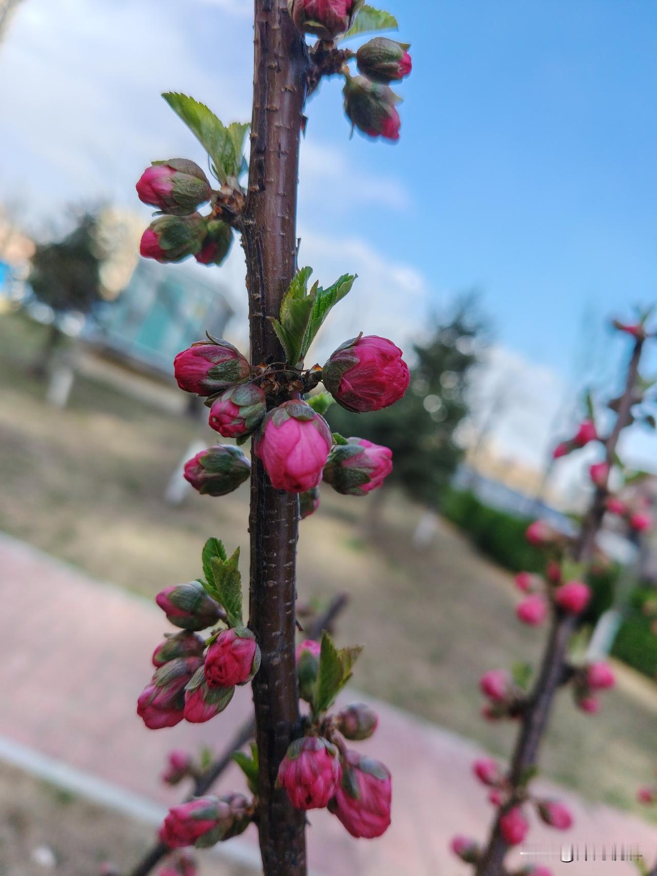 盛开的花枝 充满着力量和灵性 
一天一个变化的成长。嗯花儿盛开迎接夏天的美好，秋