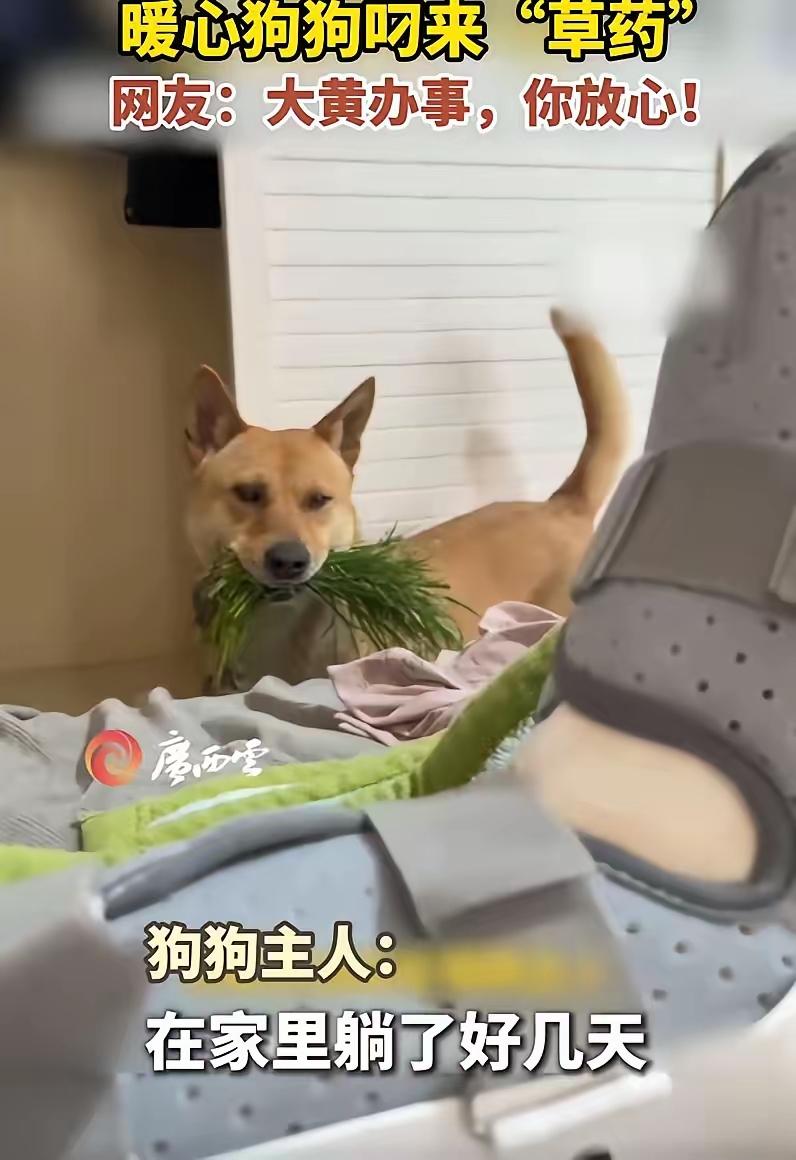 不愧是老祖宗严选！浙江男子摔伤卧床，家中大黄叼来“疗伤神草”
 
浙江金华一男子