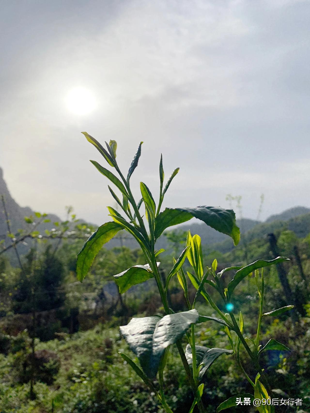 山林里生长着很多茶树，主人无暇管理，经过允许后采了两三斤新鲜茶叶，请一位当地孃孃