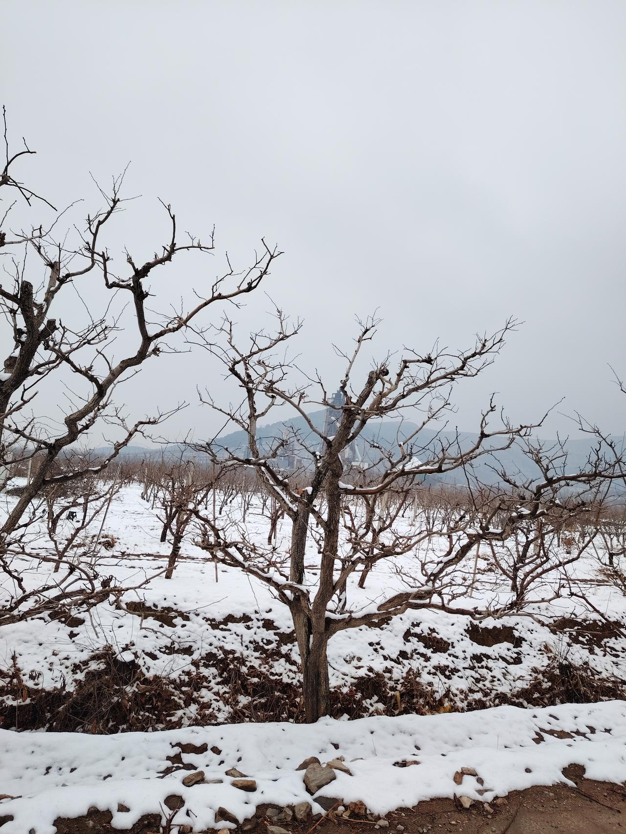 晒图笔记大赛前天下雪了，记录一下下雪景，这是2026年的第一场雪，真是应验了那句