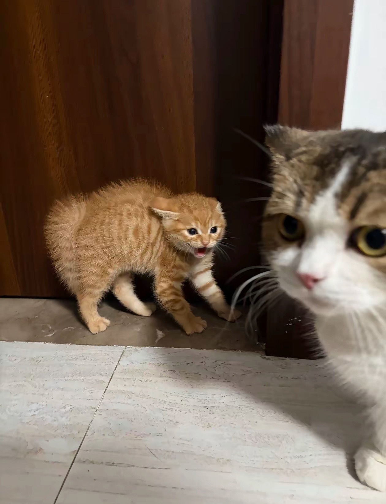 猫咪：你不要过来啊