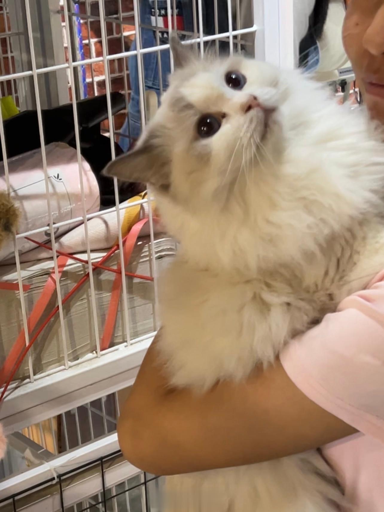 今天带桃桃去洗澡看到好多猫猫还有鼠鼠 每次看到图2都想笑 缅因哥没有爱情哈哈哈哈