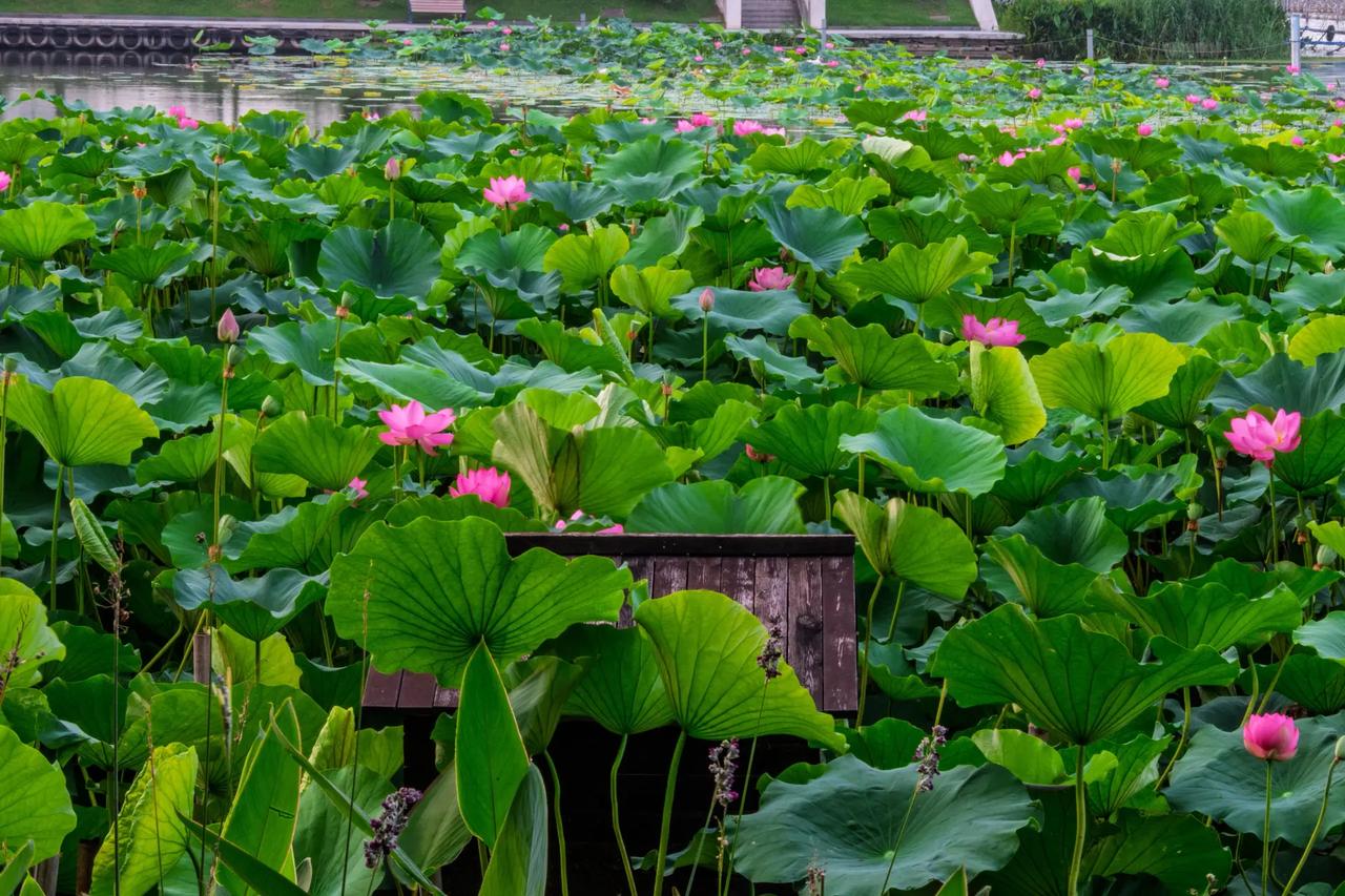 南京玄武湖。南京玄武湖正是赏荷好时节 诗情画意的荷塘美景 又到了荷花满塘的季节
