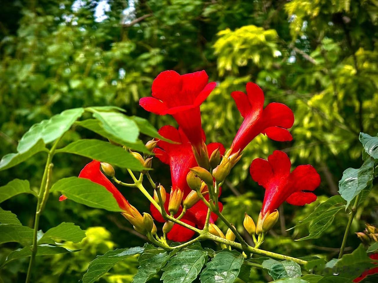 凌霄花辞
      （原创）


青青的藤蔓
缠住烟火的人间
在岁月的檐角
缓