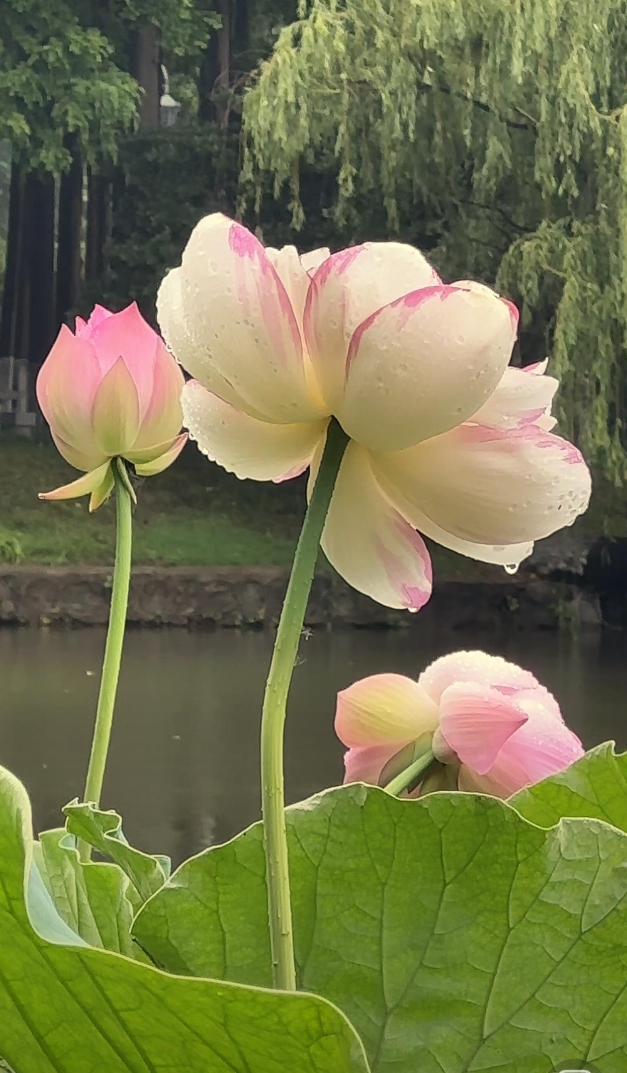 分享一下你随手拍的花朵随手拍～