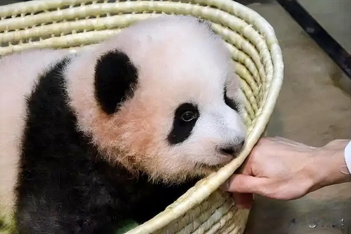 中国熊猫在日本享受“贵宾”待遇！据悉，1972年10月，中国将一对大熊猫“康康”