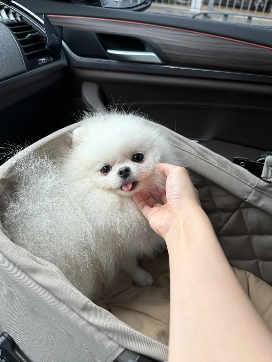 摸摸小狗头 万事不用愁 ；）