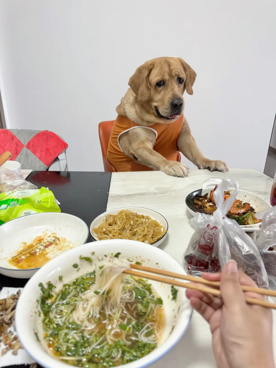 小狗很担心我吃素