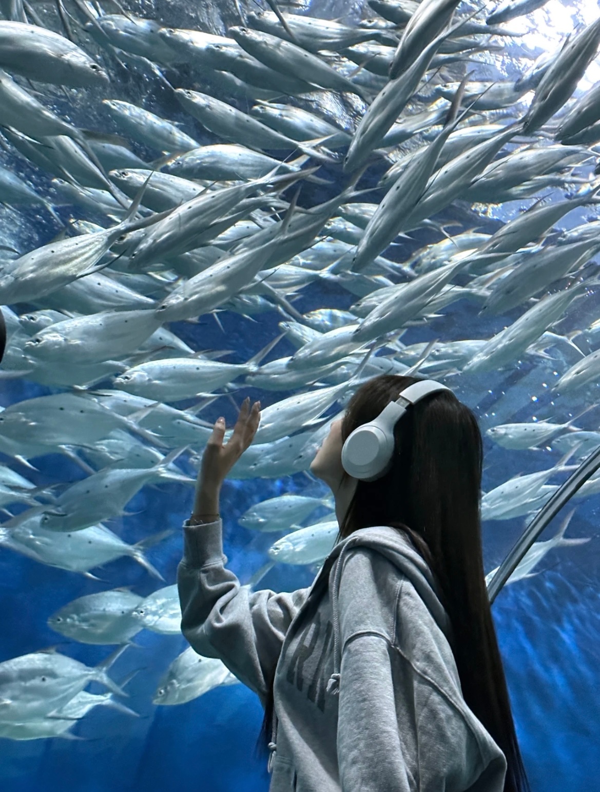 存一些海洋馆拍照姿势🐬 ​​​