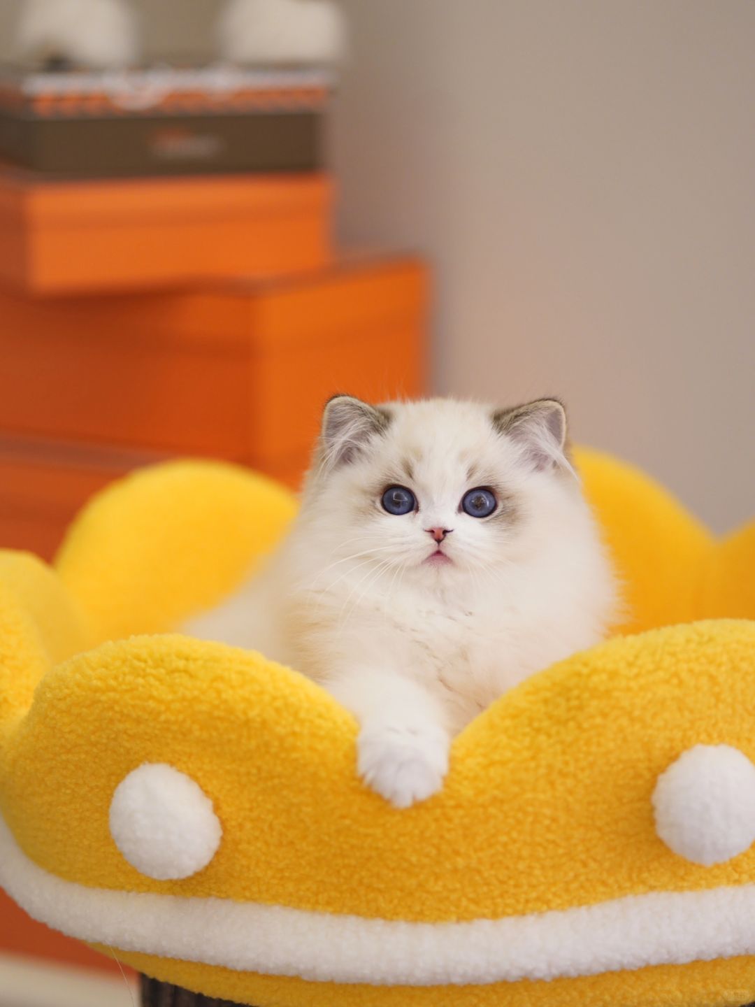 心都要萌化了❤️像动画片的小猫❤️